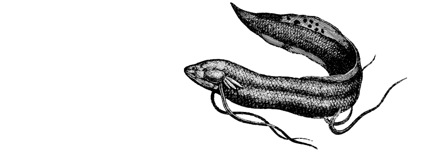 Move over, axolotl—there’s a new longest-genome winner in the animal kingdom