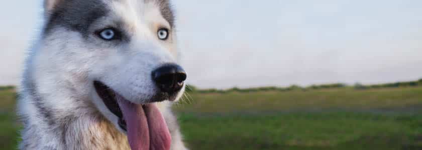 Study suggests a new contender for world’s oldest dog breed