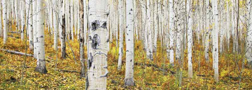 Clonal colonies in the forest