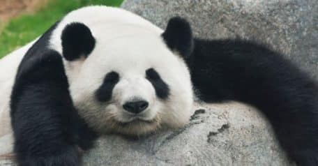 Are panda bears related to other cute bears?
