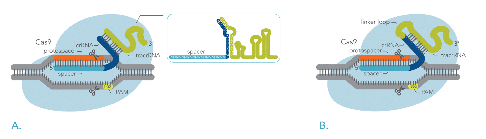 CRISPR Cas9 creates double-strand breaks in genomic DNA