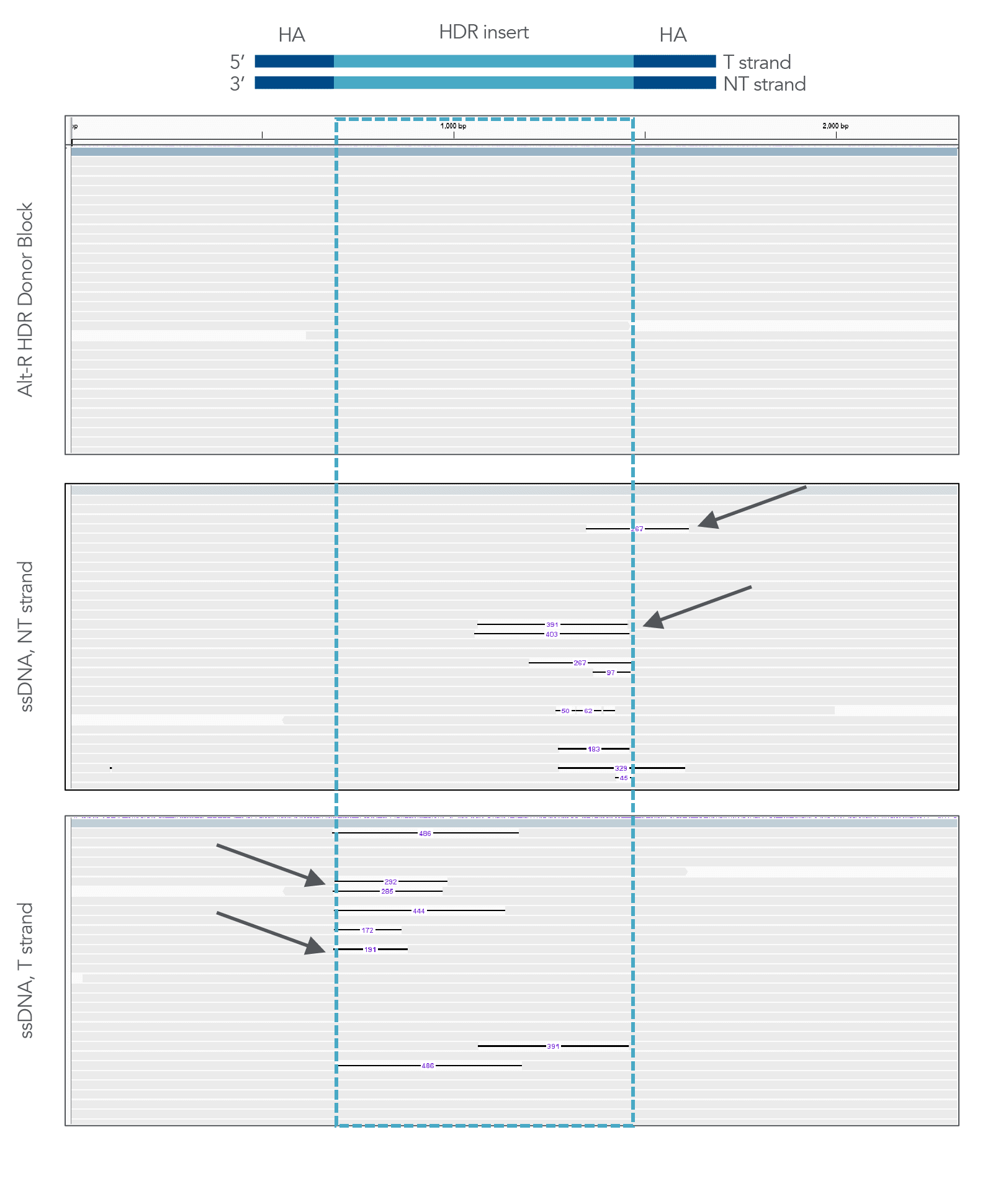 21_GE_Figures_DECODED_ALT-R HDR Donor Blocks_Figure 2 21_GE_Figures_DECODED_ALT-R HDR Donor Blocks_Figure 2
