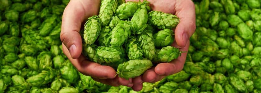 Hoppy beer without the hops? Yes, if you brew with CRISPR