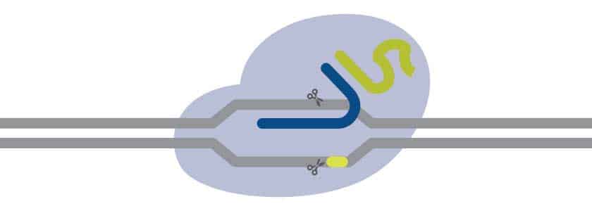 New advances for CRISPR-Cas9 tools