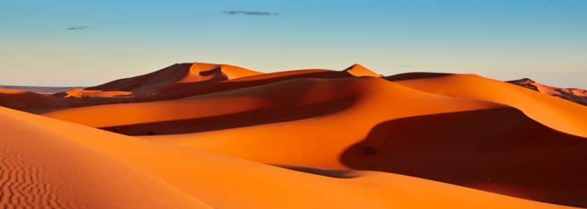 How do animals adapt to live in the Sahara?