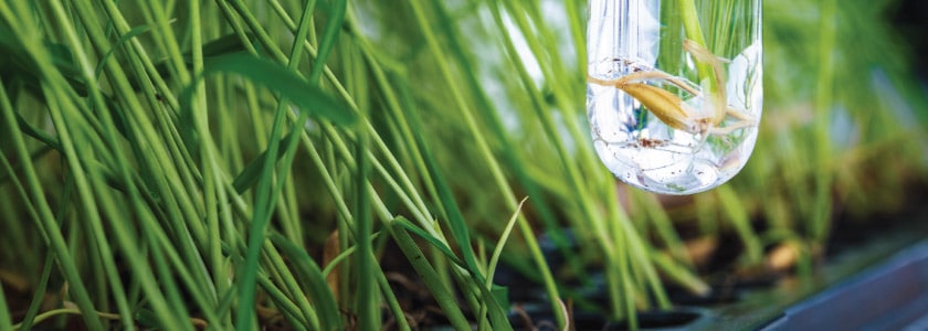 Could CRISPR help us combat world hunger?