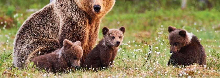 DNA offers insight into grizzly bear recovery—and possible genetic isolation