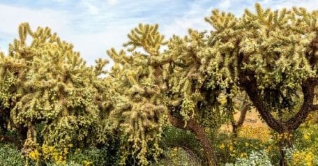 For these species, it’s all in the (clonal) family