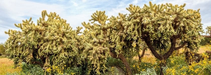 For these species, it’s all in the (clonal) family