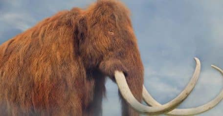 Dr. George Church's Woolly Mammoth Project