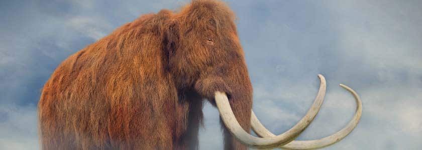 Dr. George Church's Woolly Mammoth Project