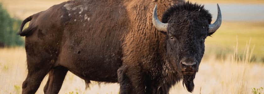 Genetically Pure American Bison: How Many Are Left?