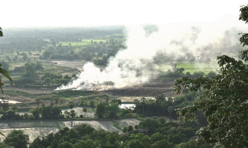 Can plants help solve climate change?