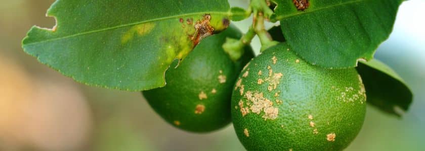 Citrus Canker Treatment