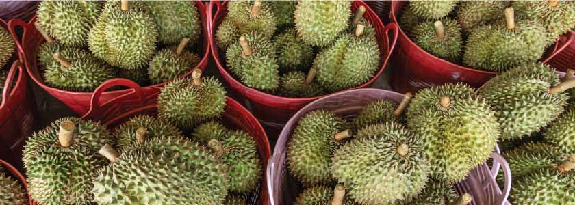 Why does durian smell so bad?