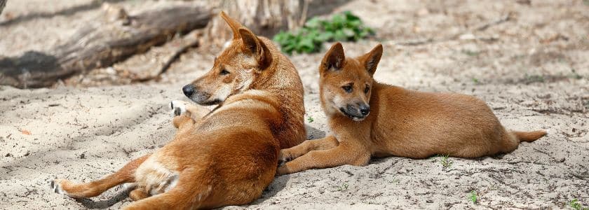 Which came first—the dog or the dingo genome? DNA analysis may provide an answer