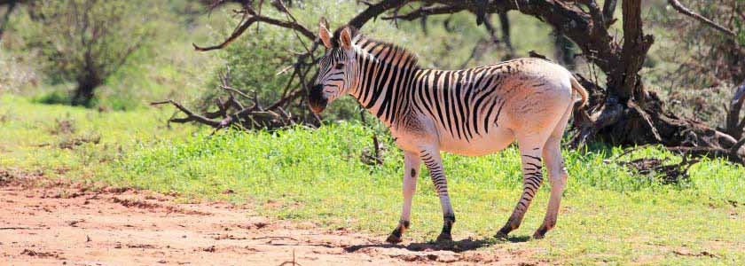 Was the extinct quagga a genetically distinct species?