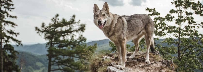 Rare Mexican wolf packs augmented with captive-raised pups to boost genetic variability
