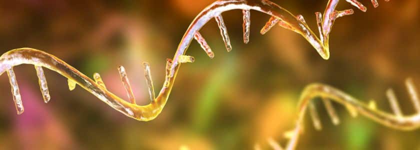 What does RNA polymerase do?