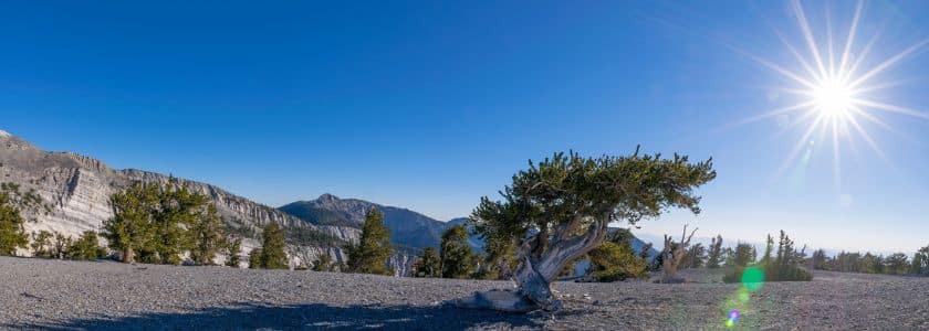 Why do bristlecone pines live so dang long? It may be in their DNA