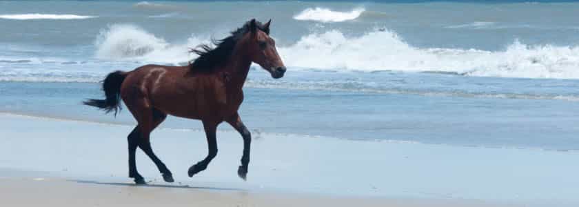 Testing Arabian horses and the wild horses of North Carolina