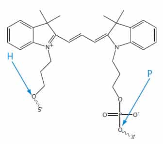 Internal Cy3 modification