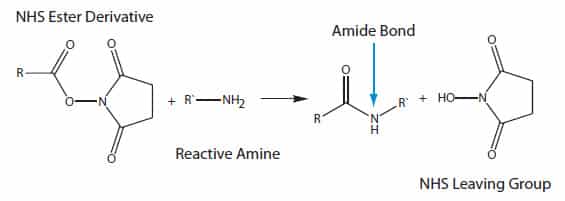 standard NHS ester modification reaction