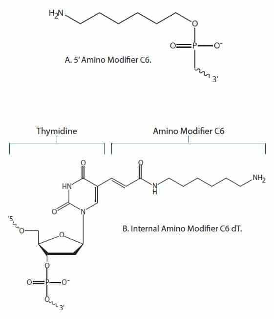 amino modifiers used to attach NHS esters