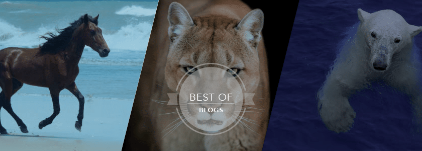 Deploying science’s animal instincts