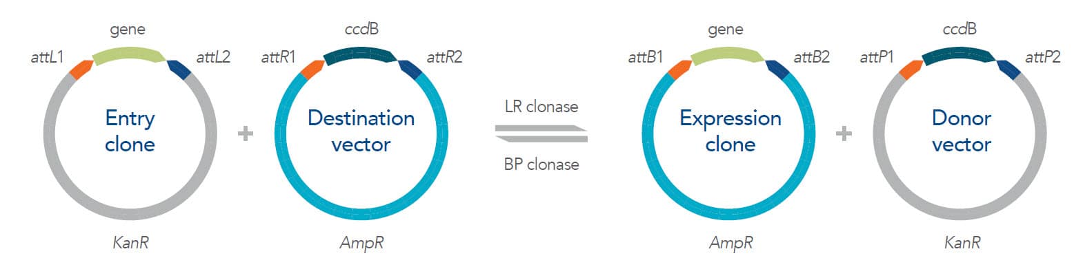 Gateway cloning method overview image