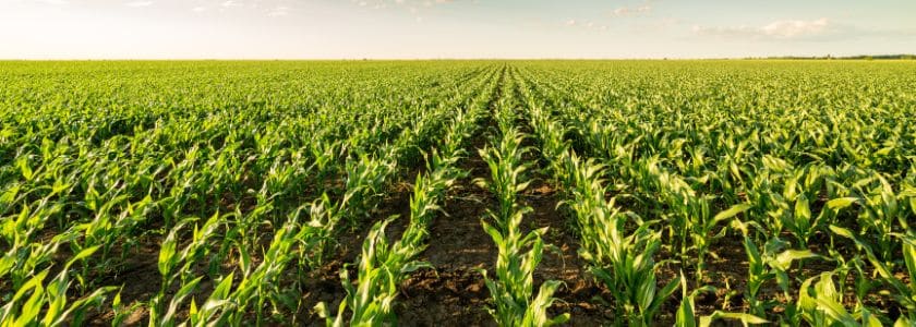 Can CRISPR help ease climate change food insecurity in Africa?