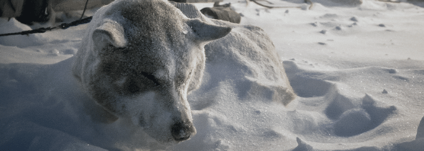 Ancient DNA recovered from pre-historic dogs paints a picture of how canines and humans discovered North America—side by side