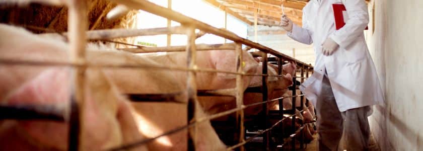 Could gene-edited bacon be coming to a grocery aisle near you?