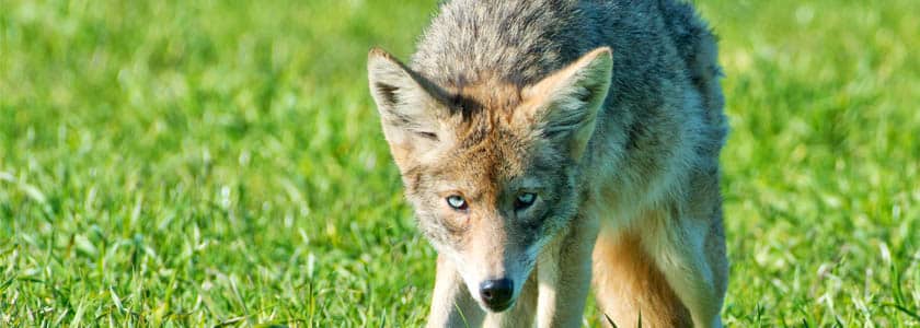 Blue-eyed genetically mutant coyotes: From the coast of California, a startling discovery